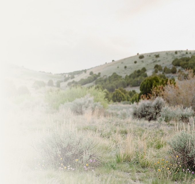 Sagebrush and meadow grasses from June Moore's portrait setting